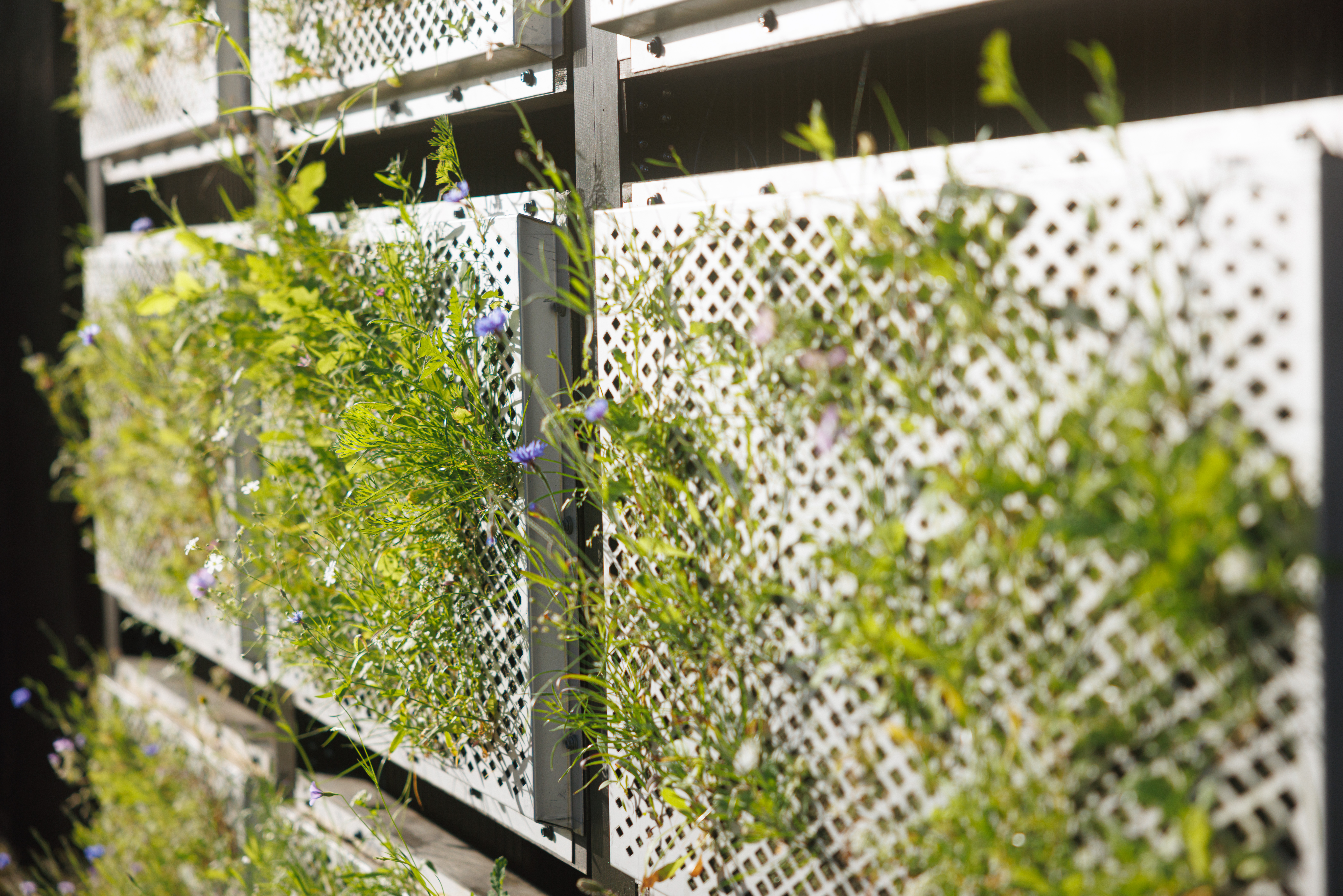 Kasveja jotka kasvavat metallisen ritilän läpi